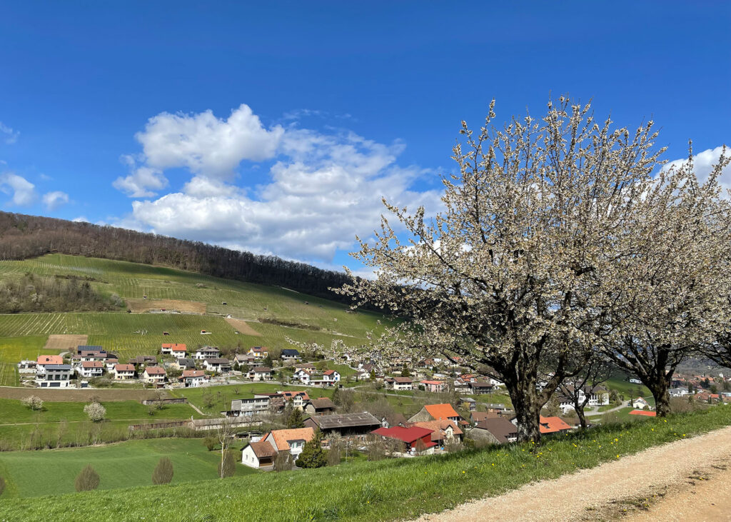 Interessengemeinschaft Oberflachs IGO